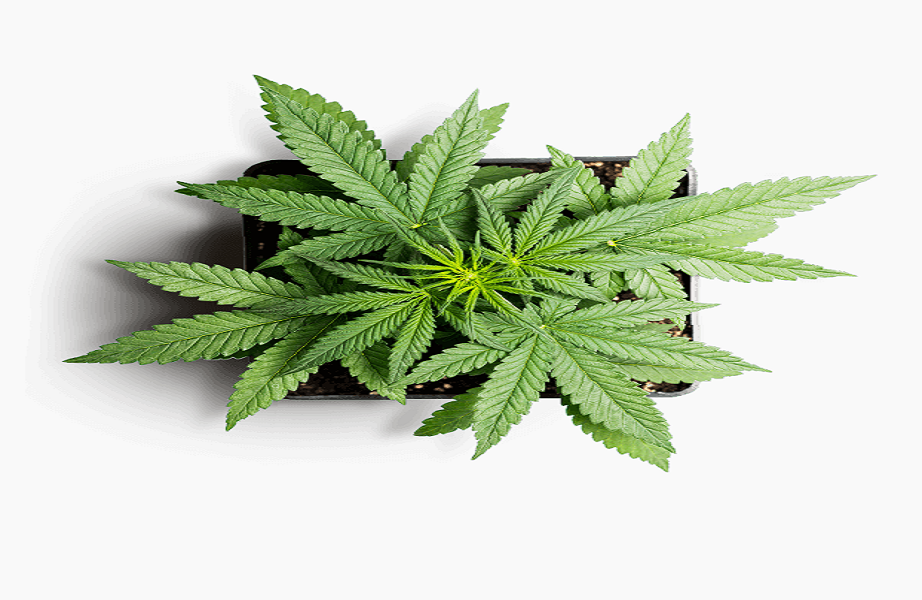 Five Ways to Consume Medical Marijuana